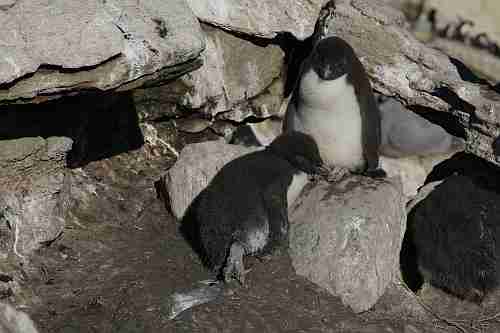 Falkland-Inseln, New Island, Junge Felsenpinguine