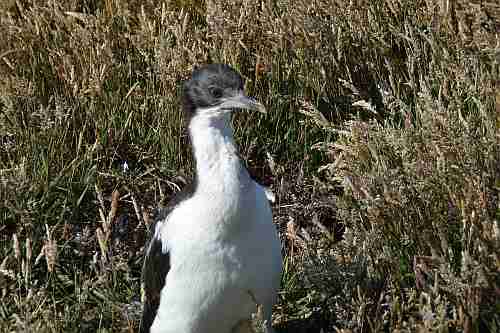 Falkland-Inseln, Bleaker Island