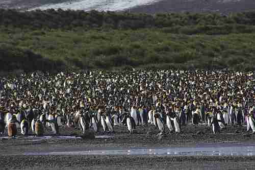 Südgeorgien, Salisbury Plain, Königspinguine