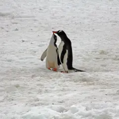 Antarctic Peninsula, Pinguine, Petermann-Inseln