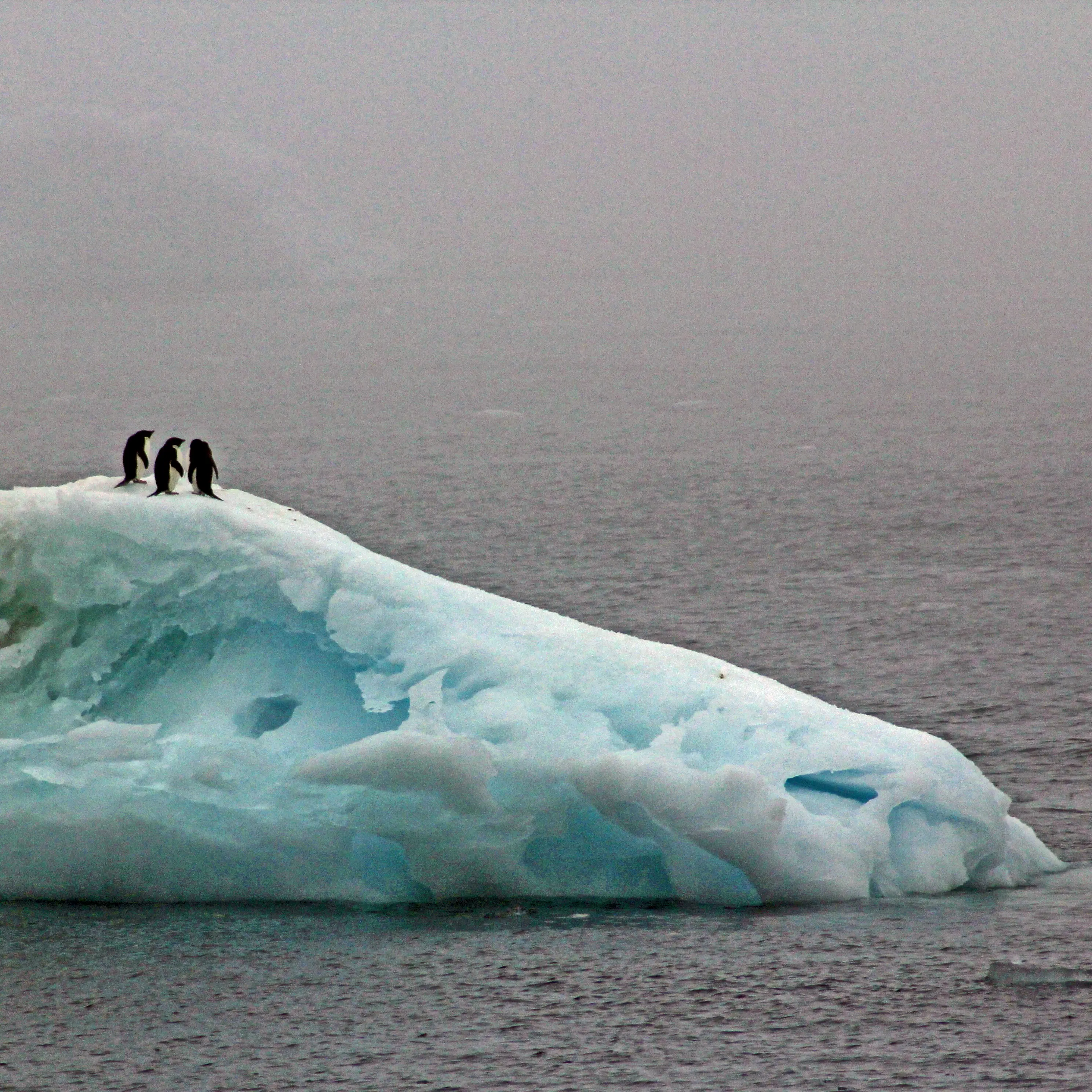 Antarctic Sound