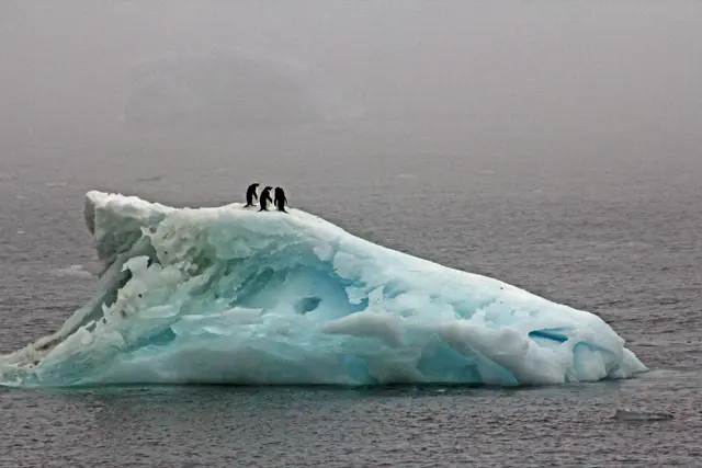 Antarctic Sound, Brown Bluff