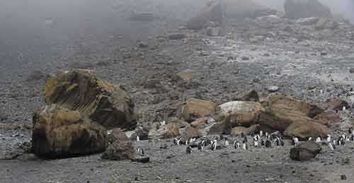 Antarctic Sound, Brown Bluff