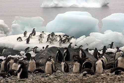 Antarctic Sound, Brown Bluff, Adeliepinguine