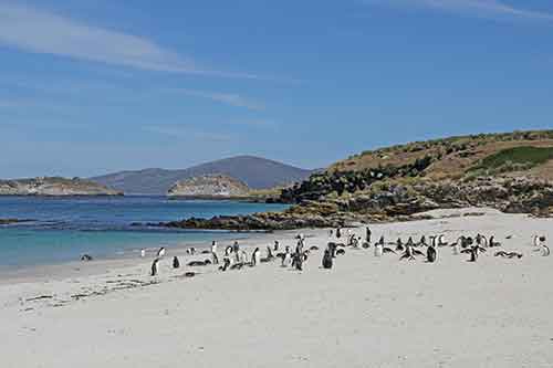 Falkland-Inseln, Carcass Island, Leopard Beach