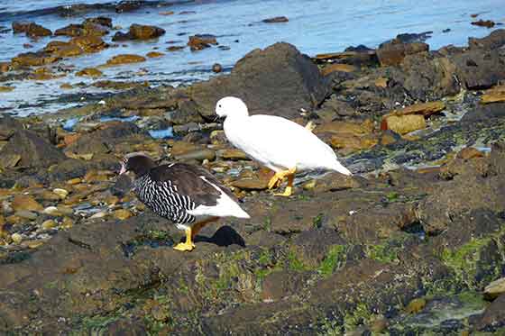 Falkland-Inseln, Carcass Island, Seidenschnabel