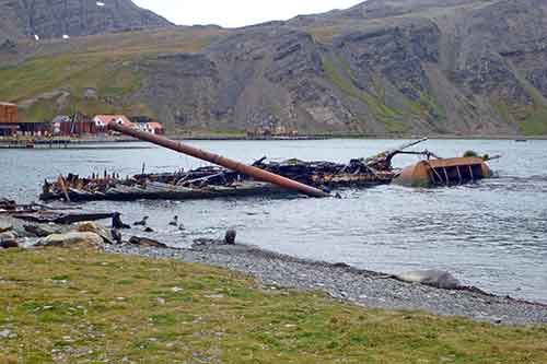 Südgeorgien, Grytviken, Wrack der Louise