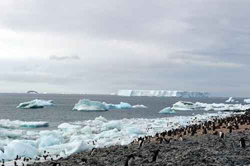 Antarctic Sound, Paulet Island