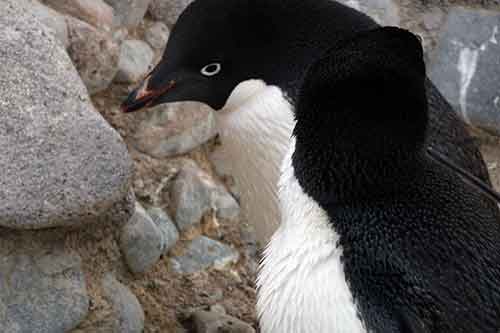 Antarctic Sound, Paulet Island