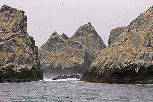 Südgeorgien, Shag Rocks