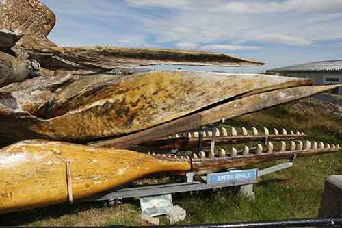 Falkland-Inseln, Stanley-Umgebung, Whalebone Display