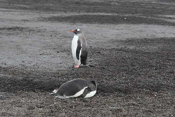 Südshetlandinseln, Deception Island, Zügelpinguine