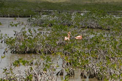 Cayo Coco, Parque Natural El Bagá