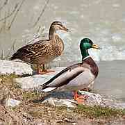 Mallard-Wildente