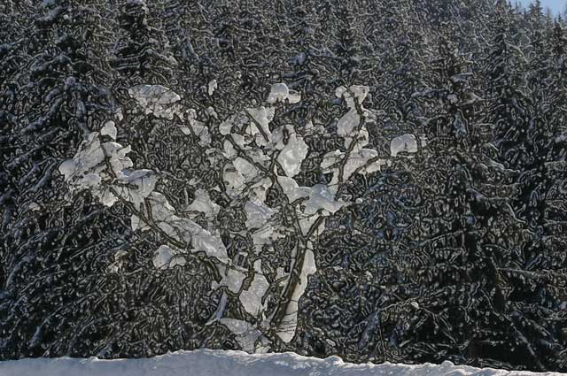 Winter Januar