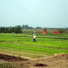 Vietnam, Landwirtschaft