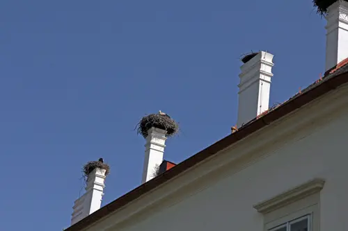 Marchfeld, Marchegg, Storchenhorste am Schloss