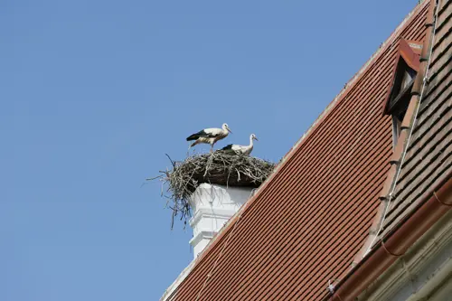 Marchfeld, Marchegg, Storchenhorste am Schloss