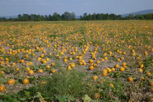 Marchfeld, Lassee, Kürbisfeld im Herbst