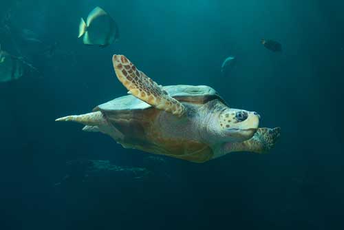Stralsund Meeresmuseum Meeresschildkröte