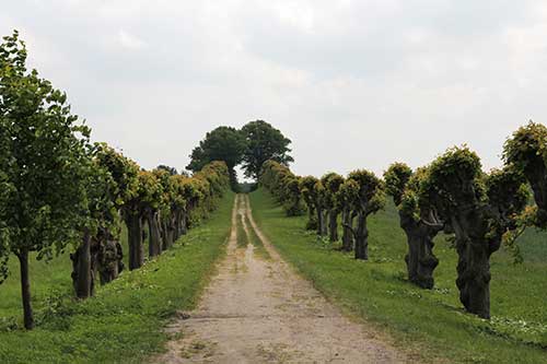 Schloß Bothmer, Festonallee