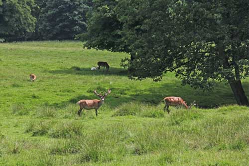 Rügen Putbus Schlosspark Wildgehege