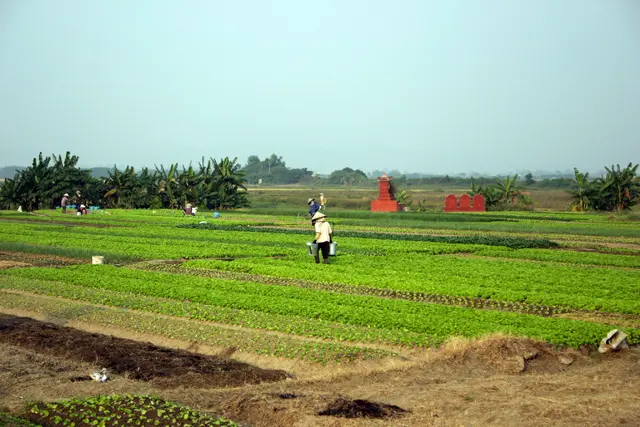 Vietnam, Landwirtschaft, Feld